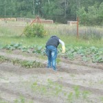 Грядки нужно прорыхлить