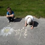 Лекарственные растения (2)